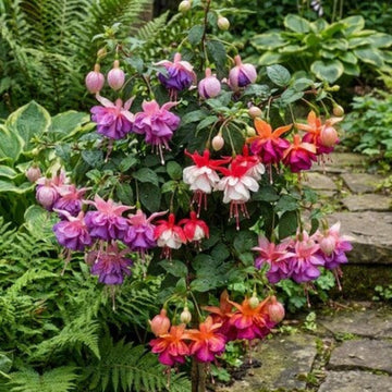 Mixed Double Petal Fuchsia Seeds