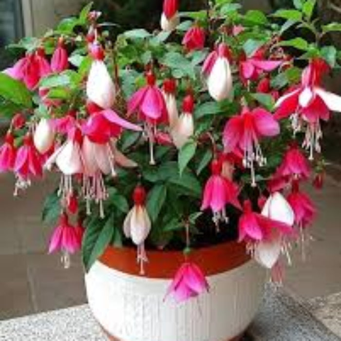 Mixed Double Petal Fuchsia Seeds