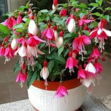 Mixed Double Petal Fuchsia Seeds