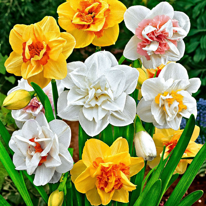 Mixed Double Petals Narcissus Daffodil Seeds Buy mixed-double-petals-narcissus-daffodil-seeds-buy