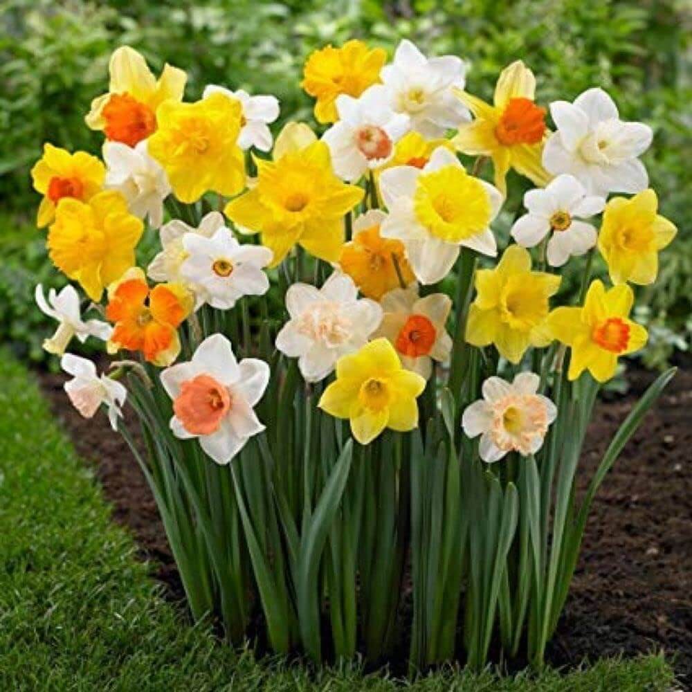 Mixed Double Petals Narcissus Daffodil Seeds