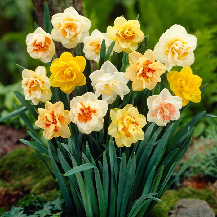 Mixed Double Petals Narcissus Daffodil Seeds