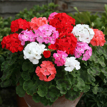 Mixed Geranium Seeds - Flower Plant