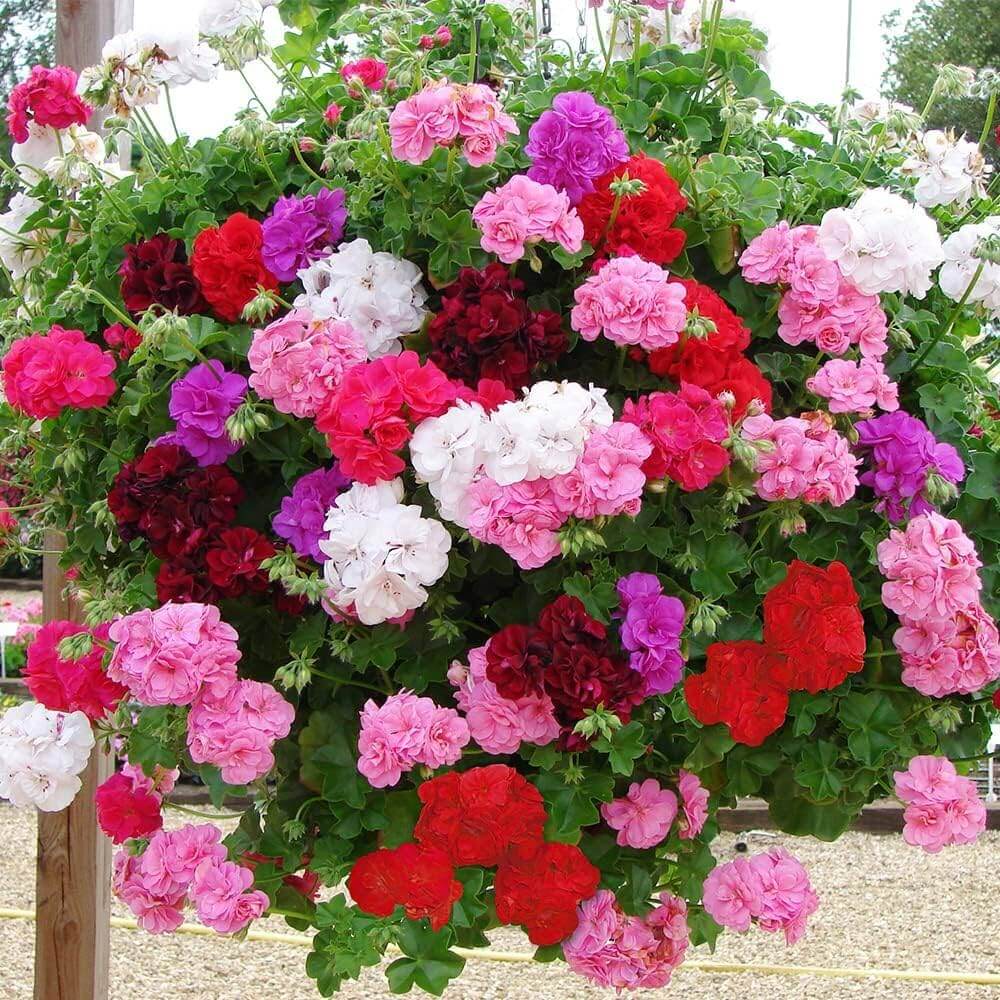 Color Mix Geranium Roots Mixed Geranium Seeds | Colorful Garden Flower Mix
