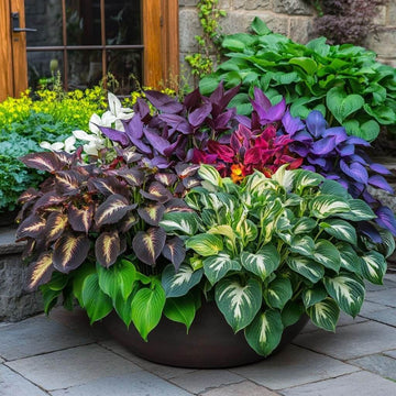 Mixed Hosta Seeds - Flower Plant