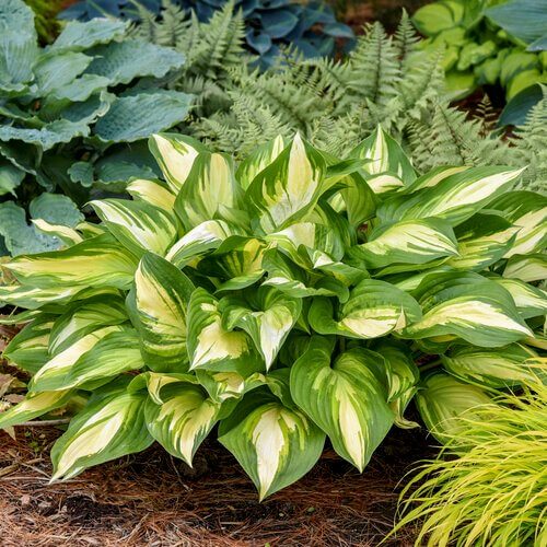Mixed Hosta Seeds - Flower Plant