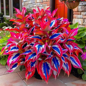 Mixed Hosta Seeds - Flower Plant