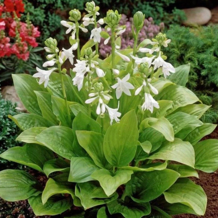 Mixed Hosta Seeds - Flower Plant