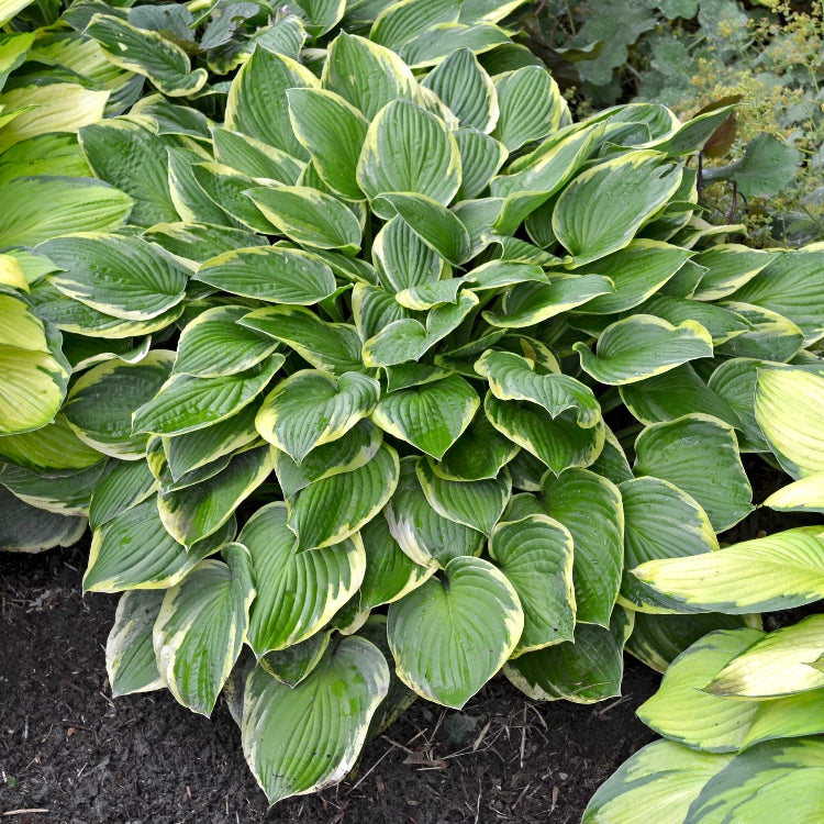 Mixed Hosta Seeds - Flower Plant