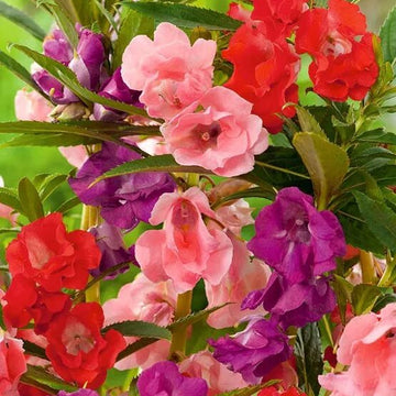 Mixed Impatiens Bush Seeds - Flower Plant