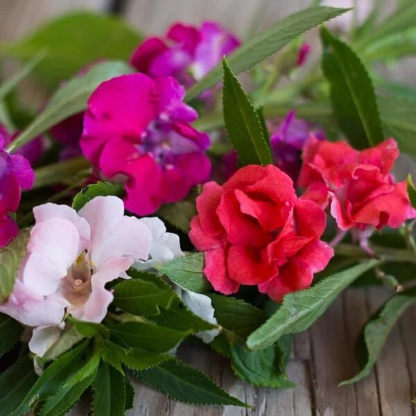 Mixed Impatiens Bush Seeds - Flower Plant