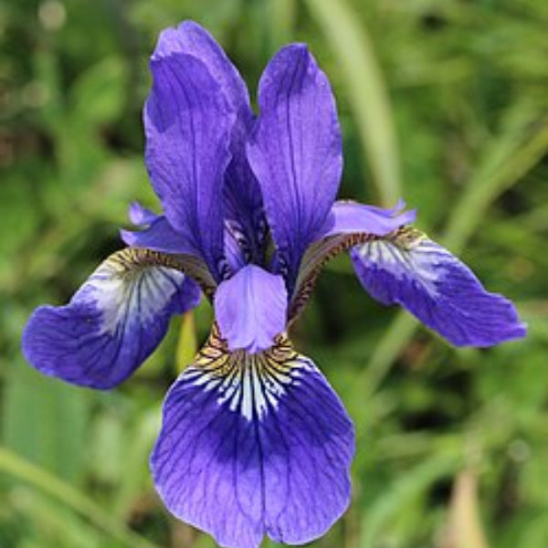 Mixed Iris spp. Seeds 