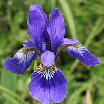 Mixed Iris spp. Seeds 