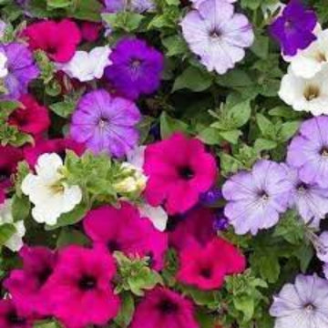 Mixed Laura Seeds – Wildflower Mix, Heirloom