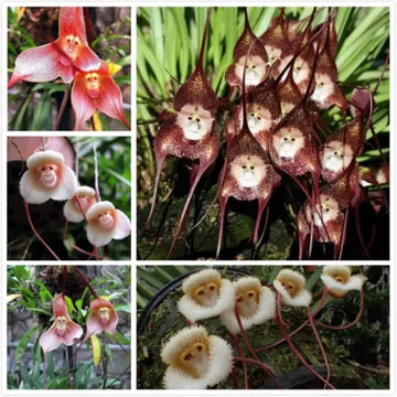 Mixed Monkey Orchid Seeds