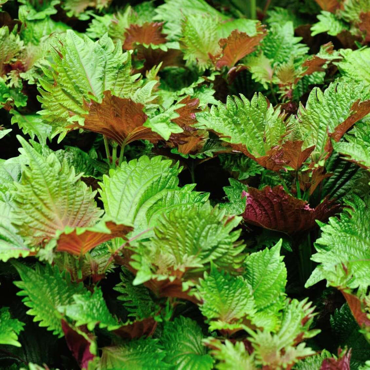 Mixed Perilla Plant Seeds