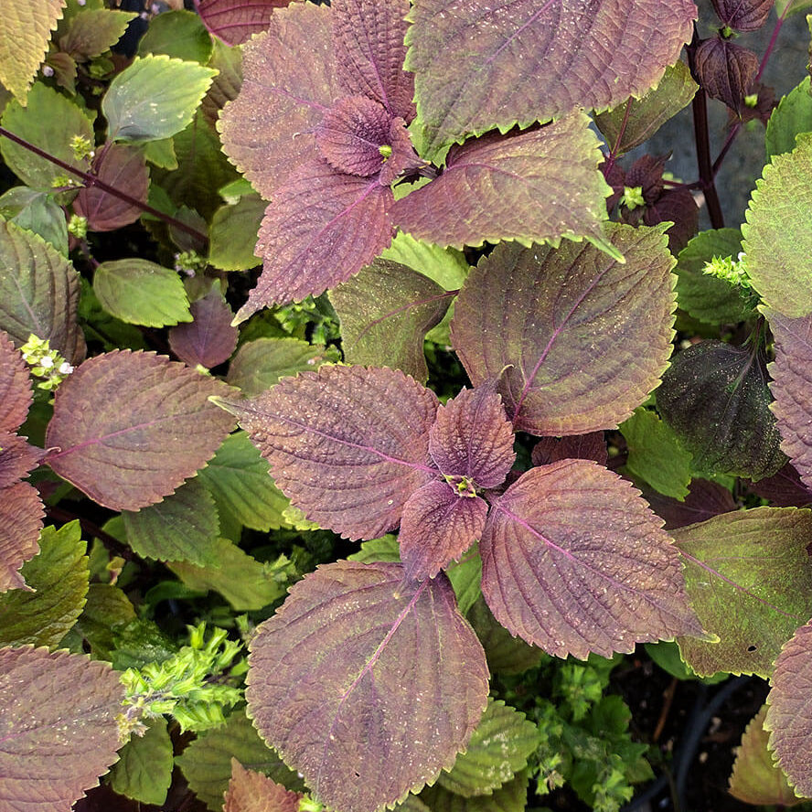 Mixed Perilla Plant Seeds
