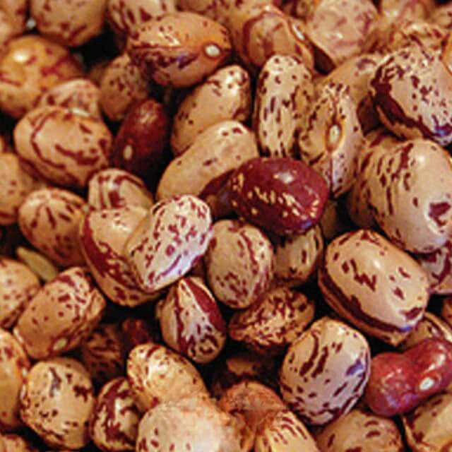 Mixed Pinto Bean Seeds