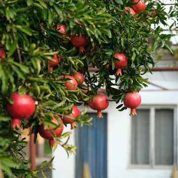 Mixed Pomegranate Seeds 