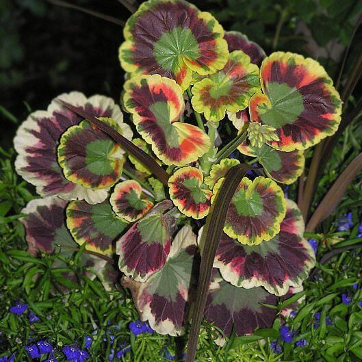 Mixed Variegated Geranium Seeds