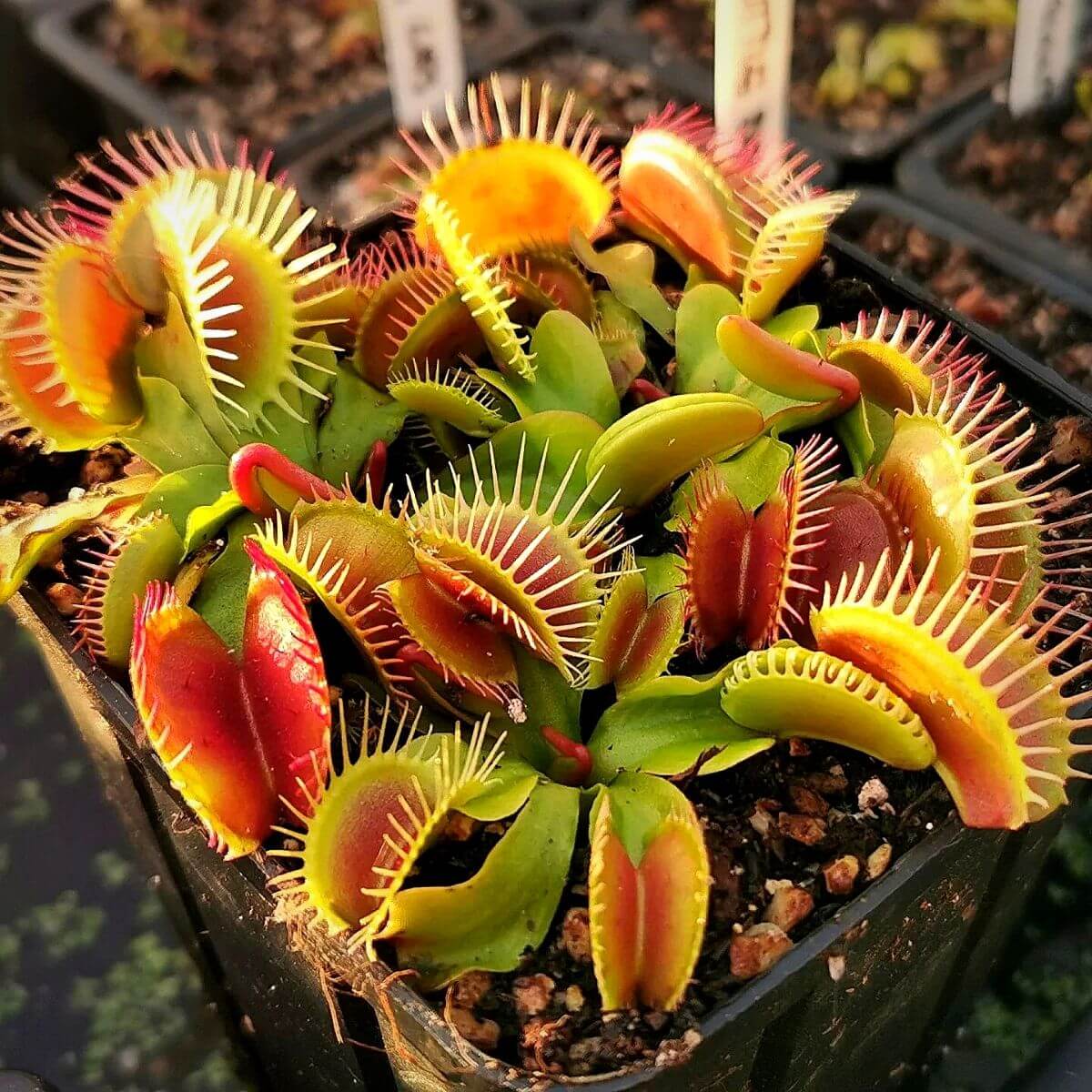 Mixed Venus Flytrap Seeds - Flower Plant