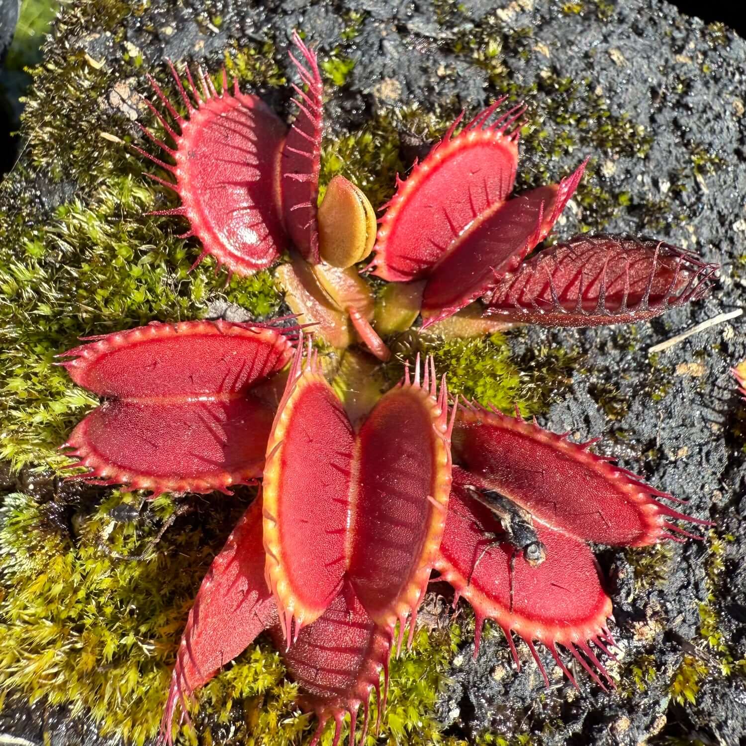 Mixed Venus Flytrap Seeds - Flower Plant