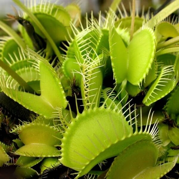 Mixed Venus Flytrap Seeds - Flower Plant