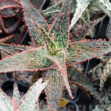 Mixed Vera Aloe Seeds