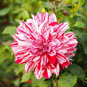 Mixed White and Red Dahlia Seeds