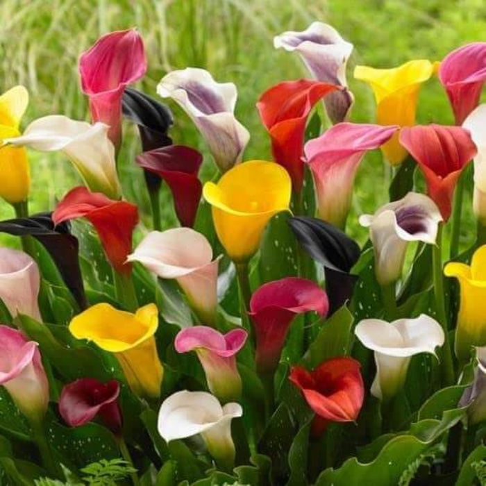 Mixed calla lily seeds 