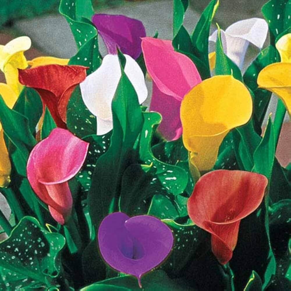 Mixed calla lily seeds 