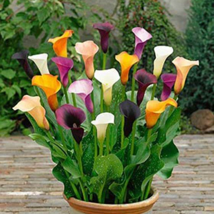 Mixed calla lily seeds 