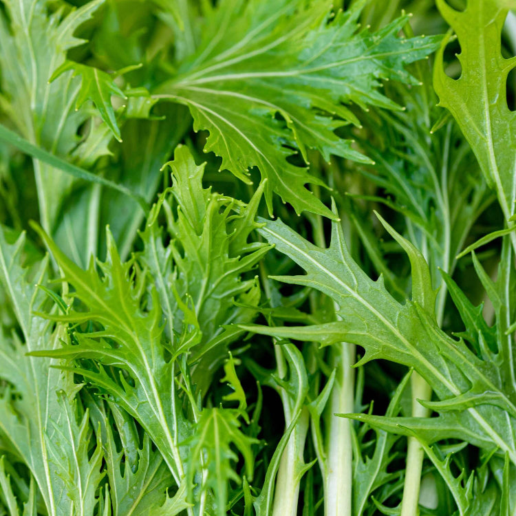 Mizuna Seeds – Green 