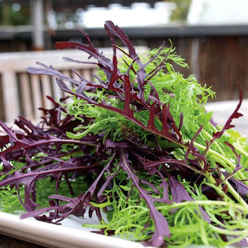 Mizuna Seeds – Lime Streaks