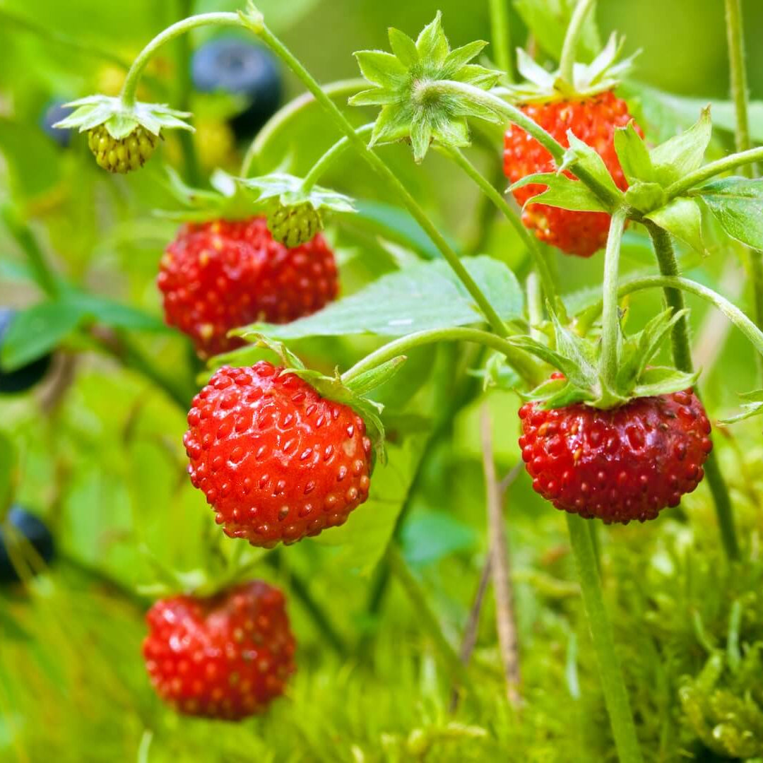 Mock Strawberry Seeds – Red