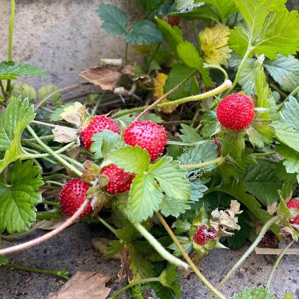 Mock Strawberry Seeds – Red