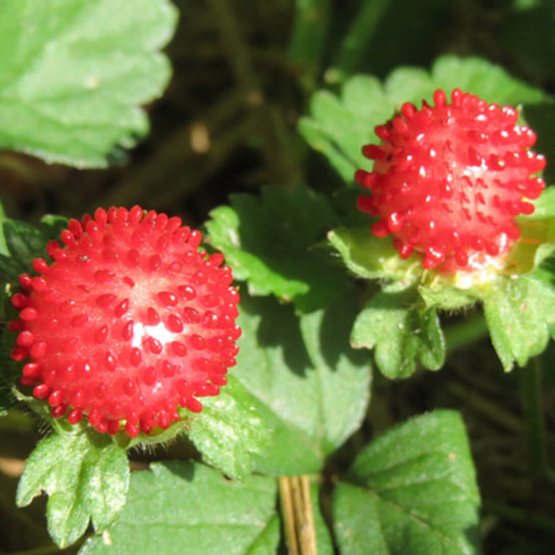 Mock Strawberry Seeds – Red