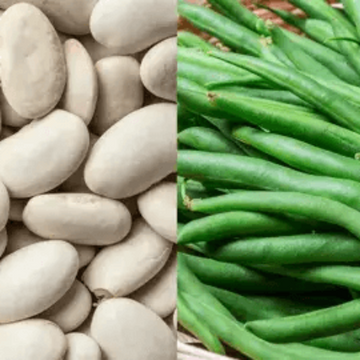 Mogette Bean Seeds – White