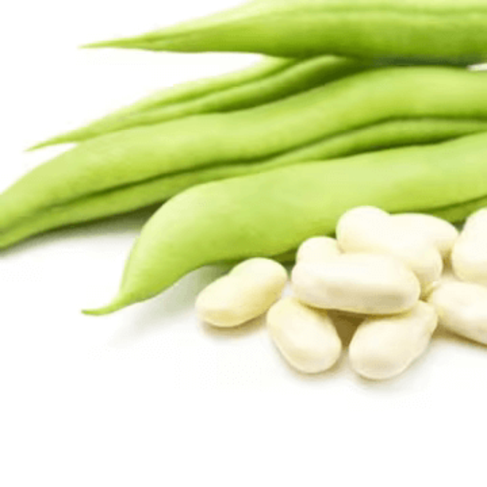 Mogette Bean Seeds – White