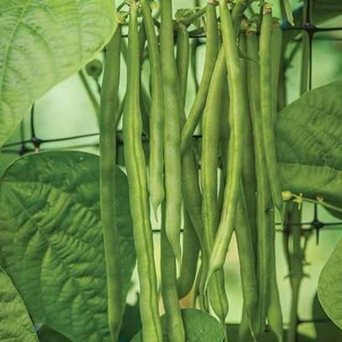Mogettes Bean Seeds 