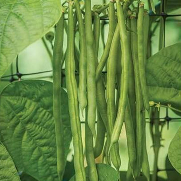 Mogettes Bean Seeds 