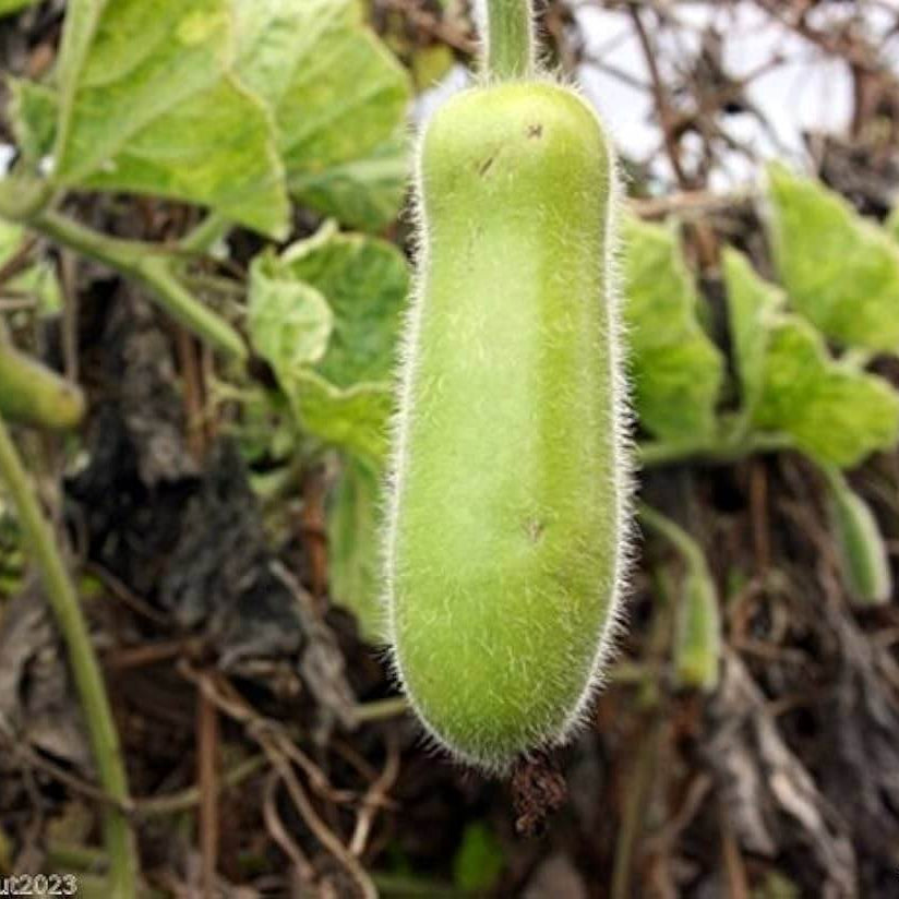 Mokwa Long Seeds - Vegetable Plant