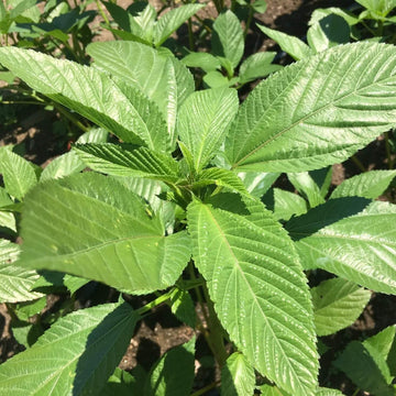 Molokhia Egyptian Spinach Seeds - Vegetable Plant