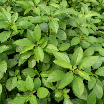 Molokhia Egyptian Spinach Seeds - Vegetable Plant