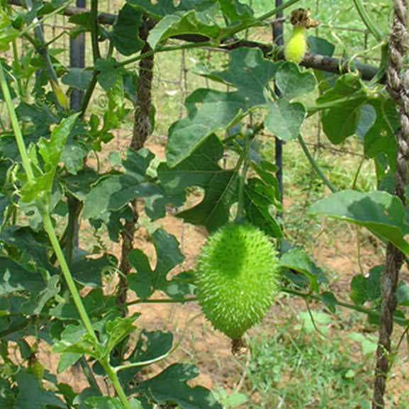 Momordica Dioica Seeds