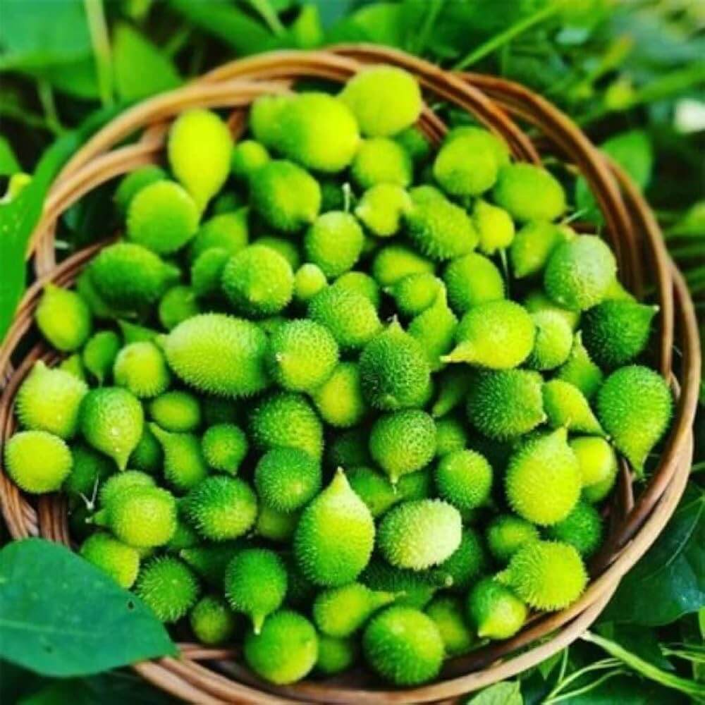 Momordica Dioica Seeds