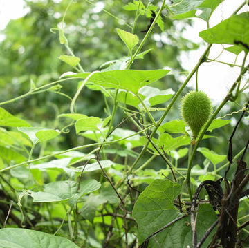 Momordica Dioica Seeds