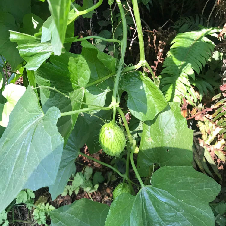 Momordica Dioica Seeds
