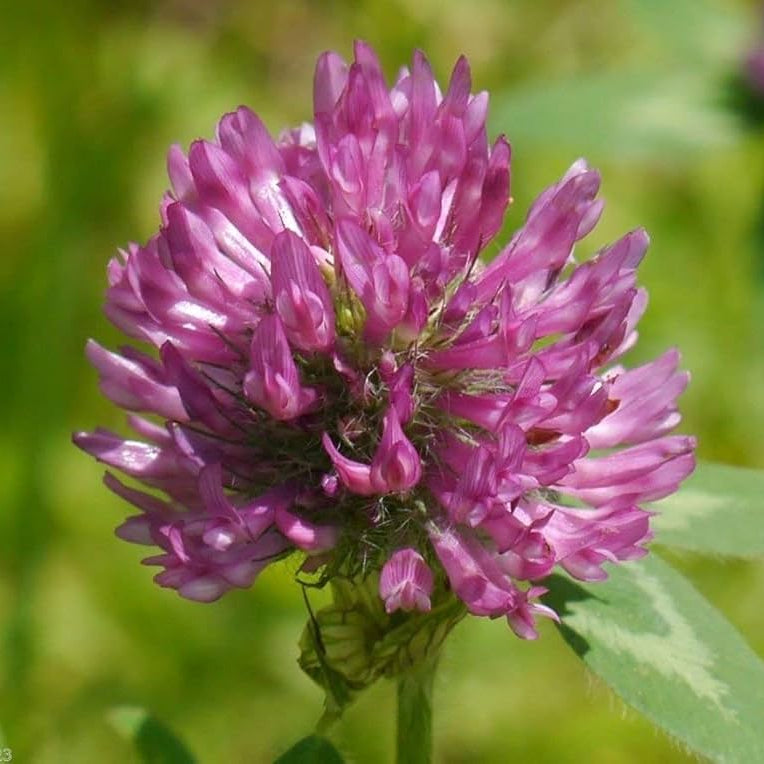 Monarchs Rose Red Clover Seeds