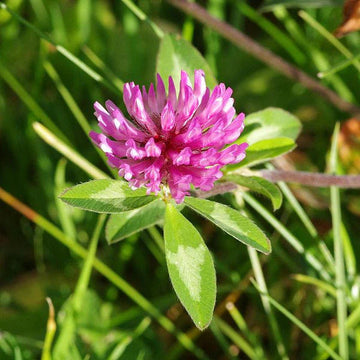 Monarchs Rose Red Clover Seeds
